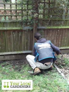 Trusted professional in garden maintenance from Walthamstow.
