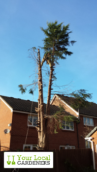 Hire relaible Walthamstow tree surgeons at afforadable price.